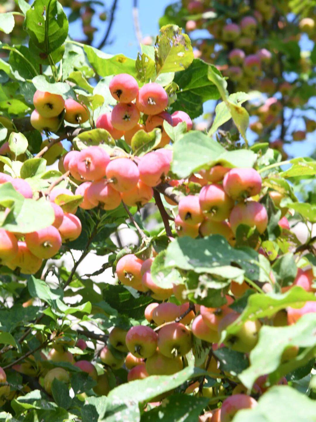 逢:藏在时光里的惊喜馈赠pg模拟器甄选推荐与新相(图17) 逢:藏在时光里的惊喜馈赠pg模拟器甄选推荐与新相(图17)