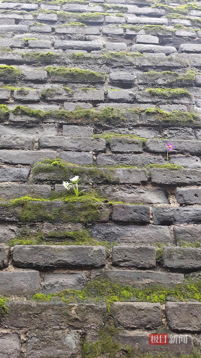 长蘑菇大雁塔受潮城墙布满青苔气象局解释成因pg电子中国网站西安连续一个多月降雨遍地(图5) 长蘑菇大雁塔受潮城墙布满青苔气象局解释成因pg电子中国网站西安连续一个多月降雨遍地(图5)