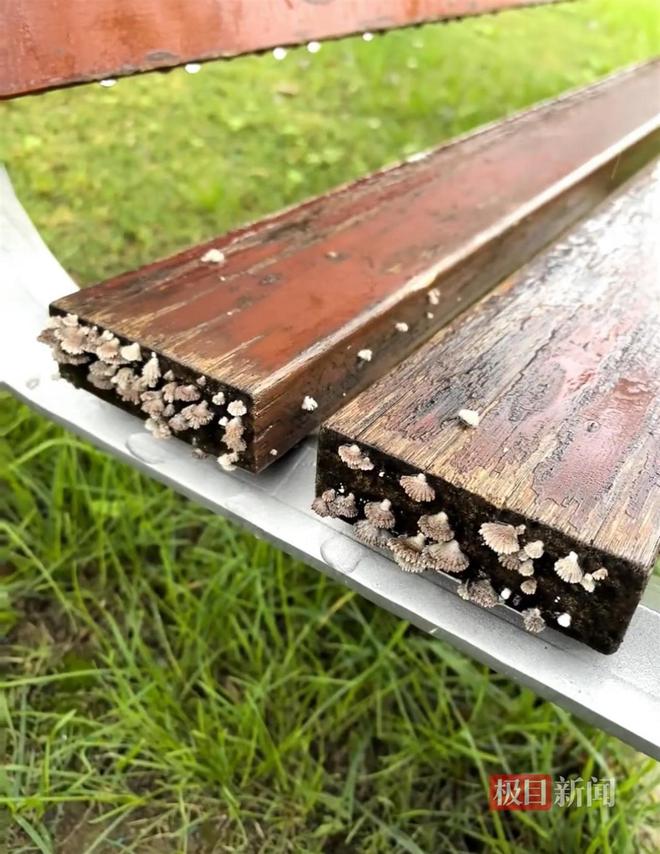 长蘑菇大雁塔受潮城墙布满青苔气象局解释成因pg电子中国网站西安连续一个多月降雨遍地(图3) 长蘑菇大雁塔受潮城墙布满青苔气象局解释成因pg电子中国网站西安连续一个多月降雨遍地(图3)